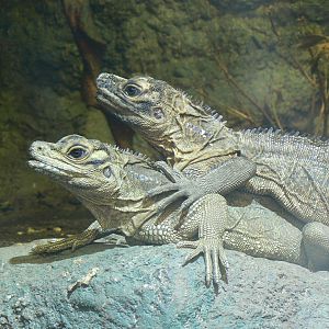 Philippine Sailfin Lizard - 27 July 2017