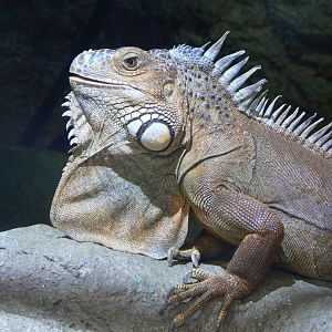 Green Iguana - 27 July 2017