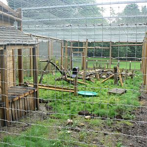 Raccoon Enclosure - 27 July 2017