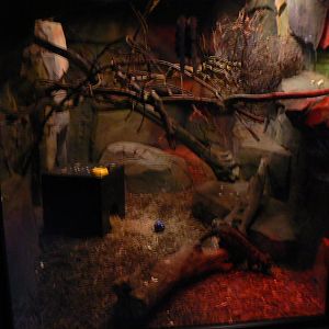 Asian Palm Civet Enclosure - 27 July 2017