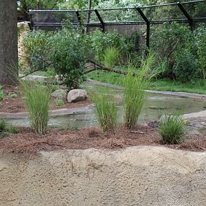 Detroit Zoo - North American River Otter Exhibit