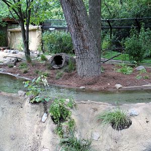 Detroit Zoo - North American River Otter Exhibit
