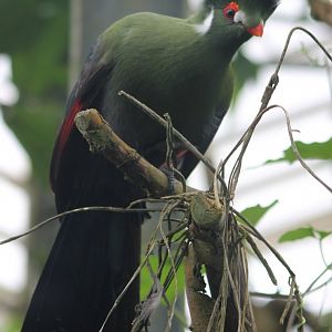 White-cheeked touraco