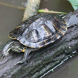 Red-eared slider