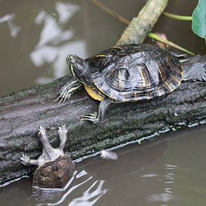 Turtles