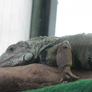 Green iguana
