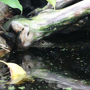 African dwarf crocodile