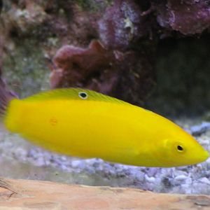 Canary wrasse