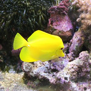 Yellow tang