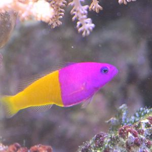 Pseudochromis paccagnellae