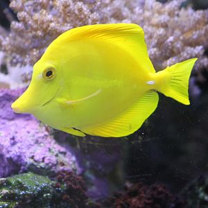Yellow tang
