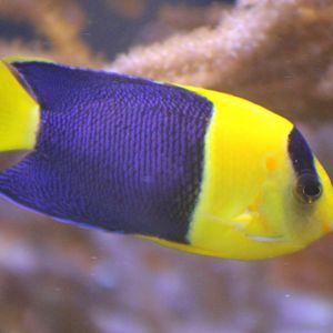 Bicolor dwarf angel - Centropyge bicolor