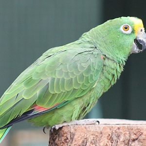 Yellow-fronted amazone