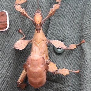 Extatosoma tiaratum