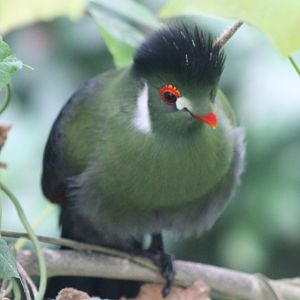 White-cheeked touraco