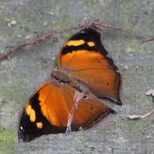 Doleschallia bisaltide