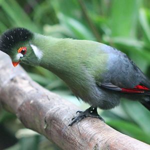 White-cheeked touraco