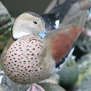 Ringed teal
