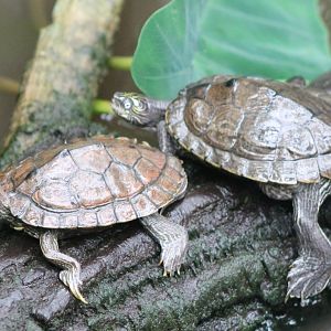 Ouachita map turtles