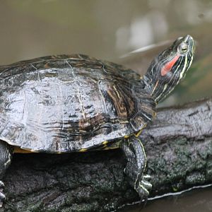 Red-eared slider