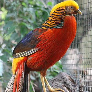 Golden pheasant