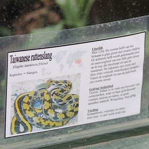 Sign Elaphe taeniura