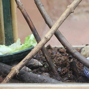 Enclosure African giant landsnail