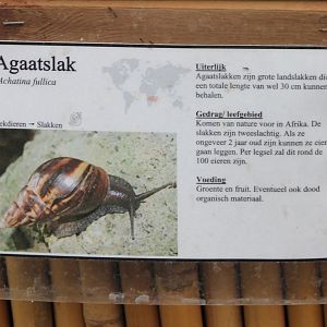 Sign African giant landsnail