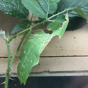 Leaf insect