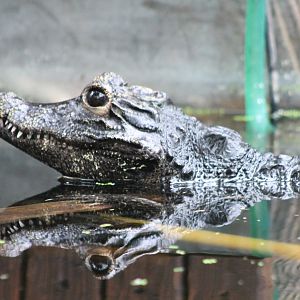 African dwarf crocodile