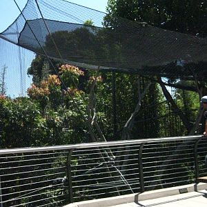 Monkey Trails and Forest Tales