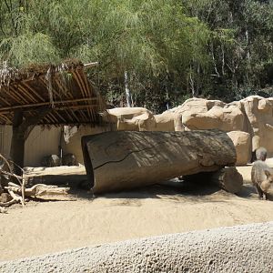 Chacoan Peccary Exhibit 2013