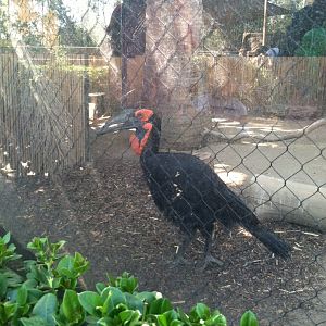 Ground Hornbill 2013