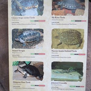 Turtle and Crocodile signage 2013