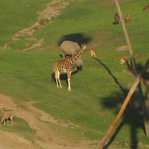 Giraffe on Savannah 2013