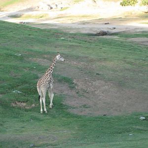 Giraffe on the savannah 2013