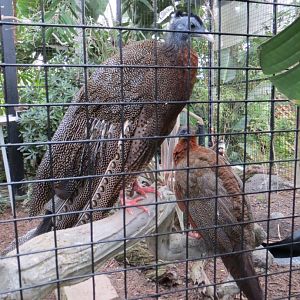 Argus Pheasants and Storm's Stork