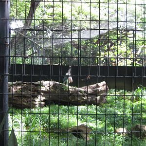 A lone marabou stork...
