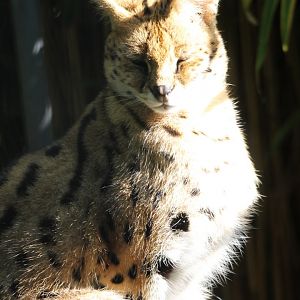 Serval