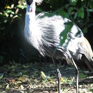 Crowned crane