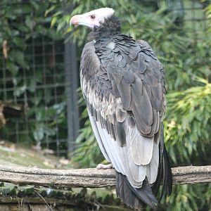 White-headed vulture