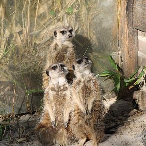 Meerkats