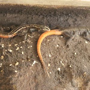 Common flat lizards