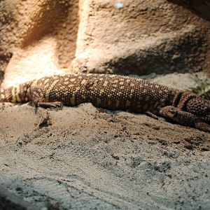 Beaded lizard