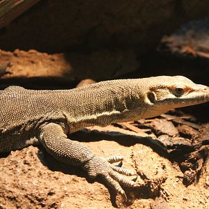 Merten's water monitor