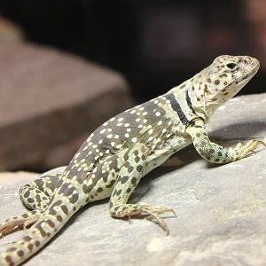 Crotaphytus collaris