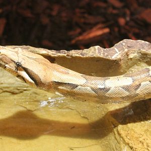 Boa constrictor
