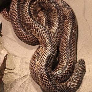 Eastern kingsnake