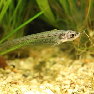 Glass catfish