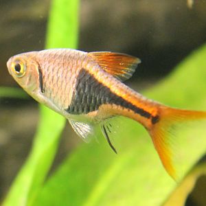 Rasbora heteromorpha